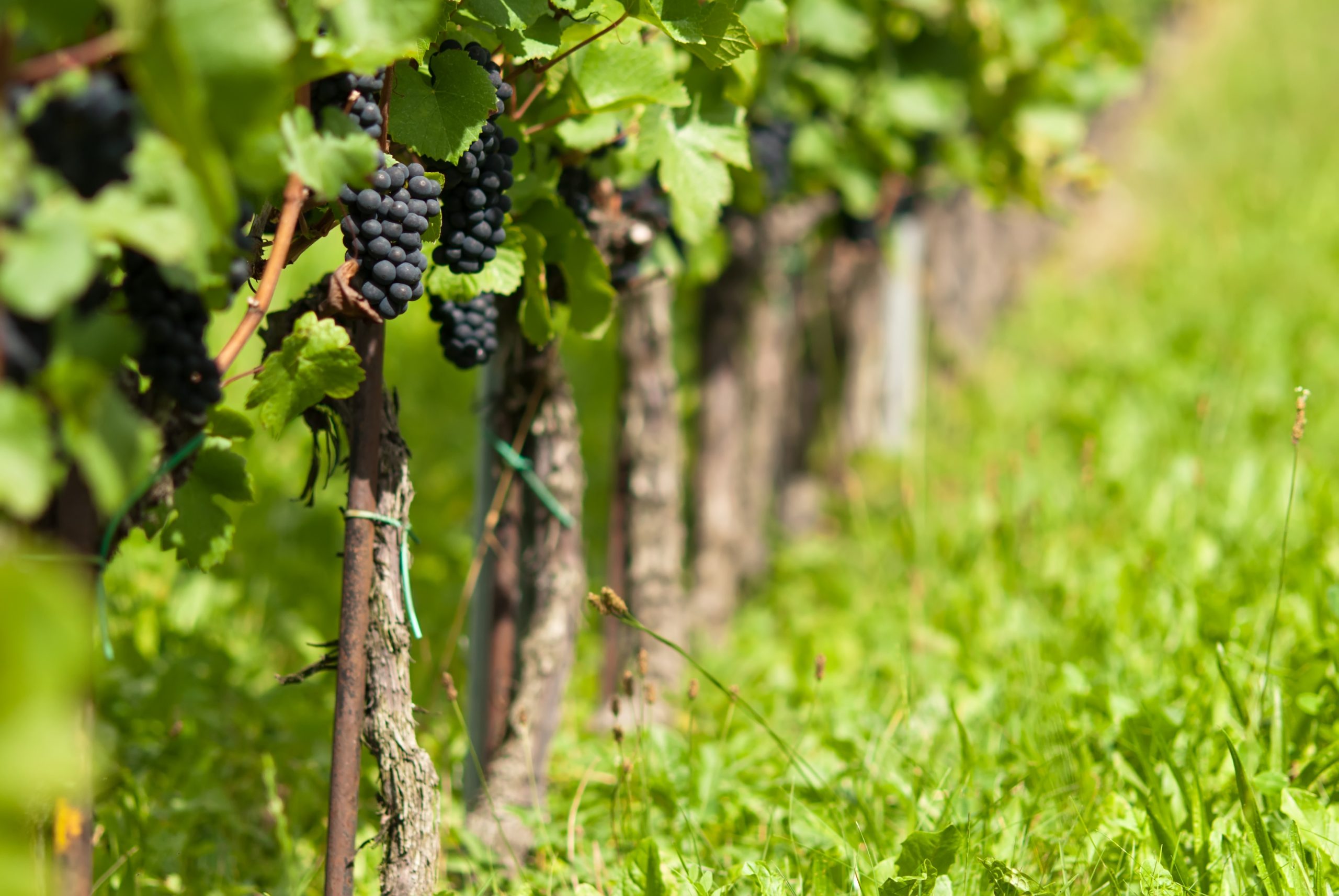 El terroir: la esencia &uacute;nica de los vinos del mundo