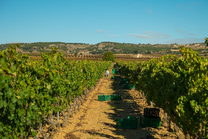 CRDO RIBERA DEL DUERO