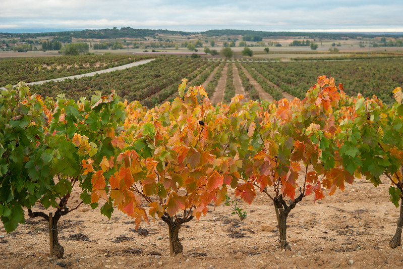 CRDO RIBERA DEL DUERO