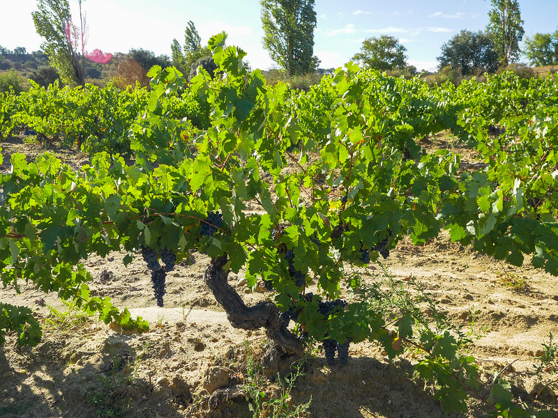 CRDO RIBERA DEL DUERO