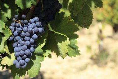 uva tinta más importante de España
