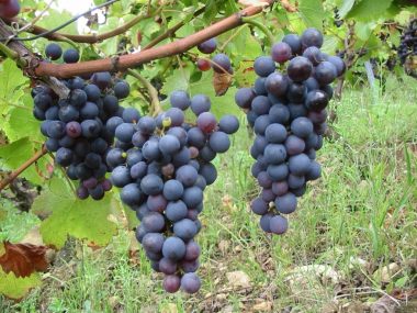 Poulsard, la variedad reina del Jura