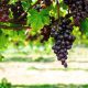 Uvas pinot noir