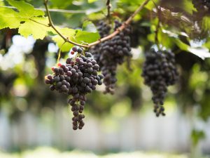 Conoce las características de la reina de la Rioja: la Tempranillo