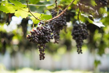 Conoce las características de la reina de la Rioja: la Tempranillo