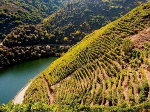 Descubre la Ribeira Sacra y sus subzonas de producción y características