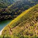 Descubre la Ribeira Sacra y sus subzonas de producción y características