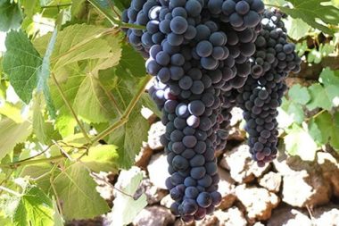 Conoce las características únicas uva isleña: listán negro