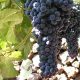 Conoce las características únicas uva isleña: listán negro
