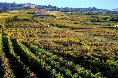 ¿A qué saben las Canarias? Conoce el valle de La Orotava & Suertes del Marqués y su caso de éxito