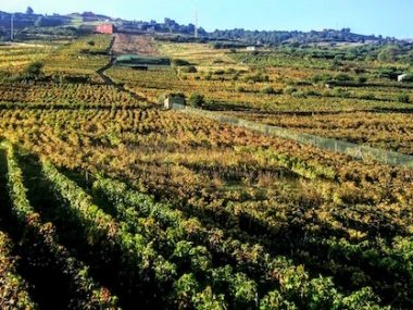 ¿A qué saben las Canarias? Conoce el valle de La Orotava & Suertes del Marqués y su caso de éxito